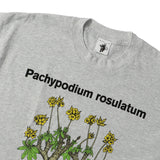 Cactus Store(カクタスストア)｜PACHYPODIUM ROSULATUM TEE(パキポディウムロスラーツムティー)｜【公式通販 UNIONT TOKYO】｜ユニオントーキョー